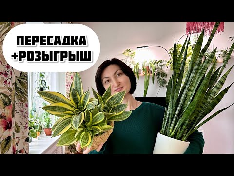 Видео: САНСЕВИЕРИЯ: 3 условия роскошного роста ! Новогодний розыгрыш!!!