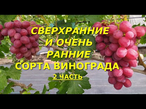 Видео: Сверхранние и очень ранние сорта винограда после заморозков и аномальной жары и засухи. 2 часть.