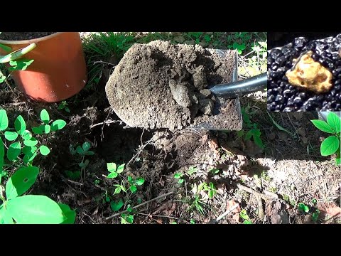 Видео: Как найти ЗОЛОТО в ручье?! Самый доступный способ...