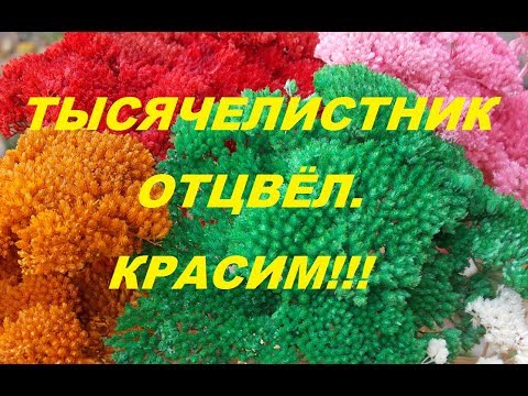 Видео: Тысячелистник таволговый отцвёл.Что можно из него сделать.