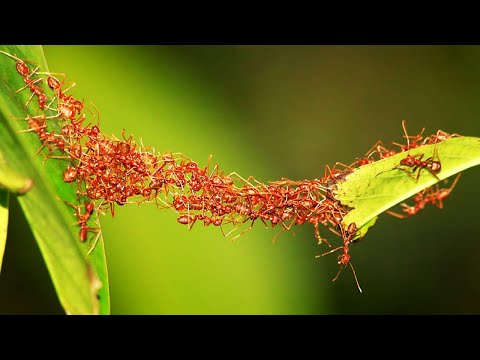 Видео: 5 Умнейших насекомых в мире