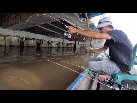 Видео: Рыбаки здесь ловят гигантских креветок, используя только удочку.