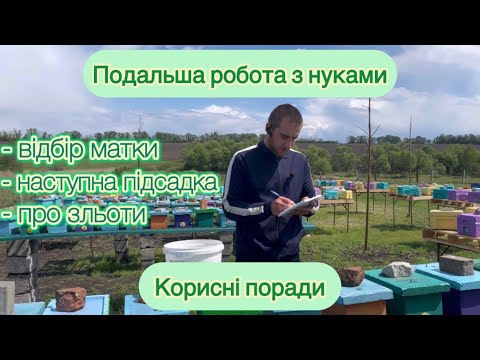 Видео: Система роботи з мікронуклеусами. Подальший догляд після відбору матки 🐝