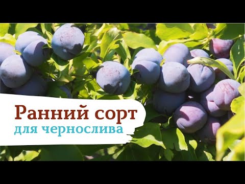 Видео: «Синильга» — лучший сорт сливы для чернослива!