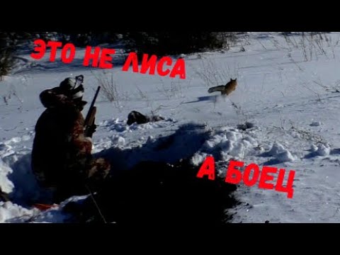 Видео: Охота с норной собакой на лису. Сначала выдавила собаку, а потом и вылетела сама из норы.