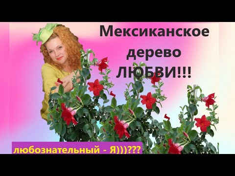 Видео: ДИПЛАДЕНИЯ ИЛИ МАНДЕВИЛЛА ОСОБЕННОСТИ УХОДА, ОТВЕЧАЮ НА ВАШИ ВОПРОСЫ😃