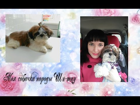 Видео: VLOG: Моя собачка породы Ши-тцу) Уход, питание и впечатление)