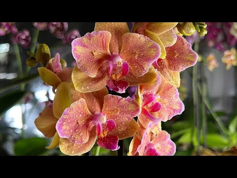 Видео: Первым делом - ПОЛИВ, вторым - еду за НОВЫМИ ОРХИДЕЯМИ!😈😲🔥