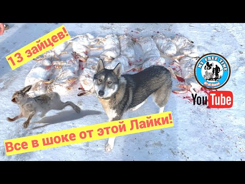 Видео: 13 зайцев 3 дуплета! Охота на зайца с Лайкой! Закрытие!