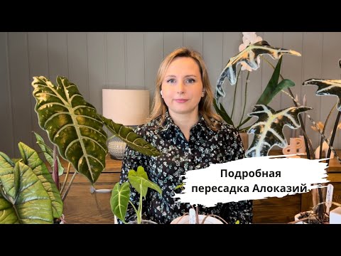 Видео: Так зимовать нельзя //Пересаживаю МНОГО алоказий