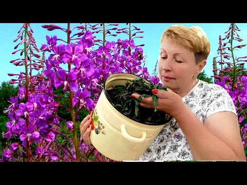 Видео: Сплошной эксклюзив. Заготовки разных купажей чая. Бегом за Иван-чаем