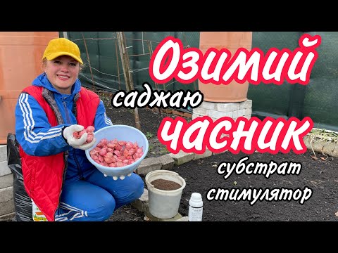 Видео: Саджаю озимий ЧАСНИК. Субстрат. Стимулятор. 