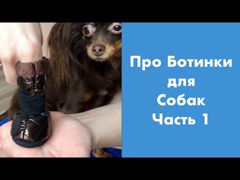 Видео: Про Ботинки для Собак (часть 1)