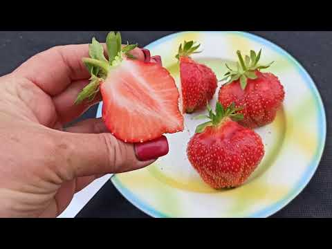 Видео: План текущих работ на землянике. И снова сорта ксд Генри и Кэбот! Омск,24.06.2022г.