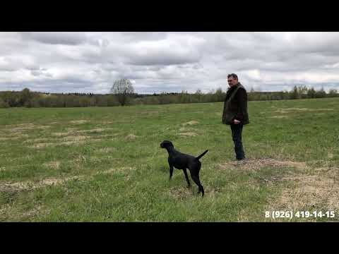 Видео: Дрессировка легавых собак