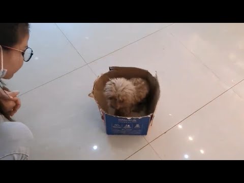 Видео: Добрая парочка подобрала жалкого щенка, страдающего, блуждающего