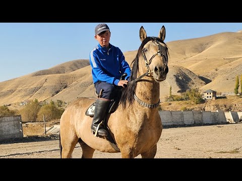 Видео: САМАН САРЫГА ЖООП БЕРЕМ