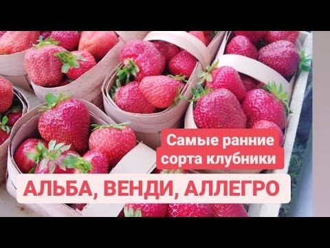 Видео: КЛУБНИКА. САМЫЕ РАННИЕ СОРТА. АЛЬБА, ВЕНДИ, АЛЛЕГРО.