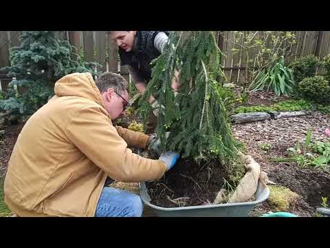 Видео: Начало мая 2024 в моем садике. Сажаем с Александром Высоконовым ёлочку Инверсу.