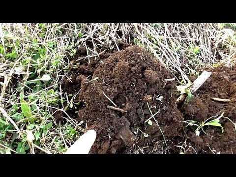 Видео: Успешный успех на копе!