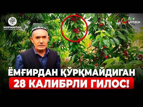 Видео: СЕРҲОСИЛ, КАЛИБРИ ЙИРИК, ЭРТАПИШАР ВА ЭКСПОРТБОП ГИЛОС НАВИ! | ШУҲРАТ АБРОРОВ #shuhratabrorov #gilos