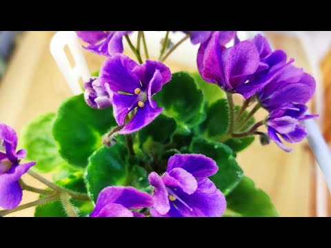 Видео: Фиалки у Алисы 💖.