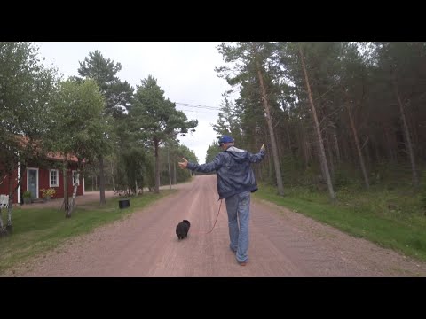 Видео: Агрессивный шпиц из Финляндии (Часть 2)