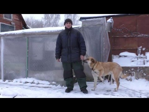 Видео: Подсадные утки зимой.