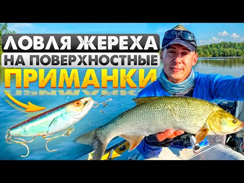 Видео: ЖЕРЕХ НА ПОВЕРХНОСТНЫЕ ПРИМАНКИ! ЛОВЛЯ ЖЕРЕХА НА ОКЕ!