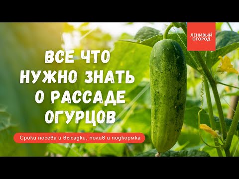 Видео: Рассада огурцов: когда сеять и когда сажать в теплицу и в открытый грунт | Полив, подкормка, посадка