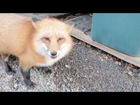 Видео: Алиса - лиса. Ответы на вопросы, часть 20-1