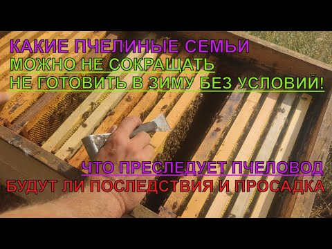 Видео: Пчелиные семьи МОЖНО НЕ ГОТОВИТЬ В ЗИМУ НЕ СОКРАЩАТЬ ПЧЁЛ БУДУТ ЛИ ПОСЛЕДСТВИЯ ЦЕЛЬ ПЧЕЛОВОДА ☝️🐝🐝