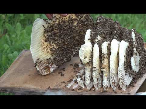 Видео: Грустная история про пчел.