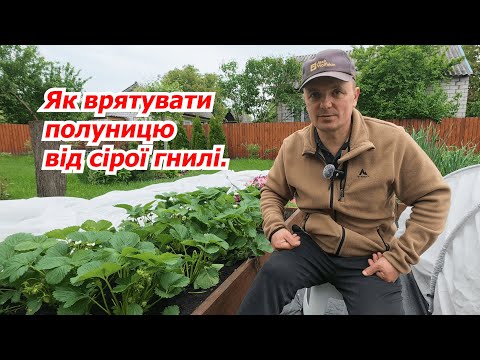 Видео: Сіра гниль на полуниці- чим та як вилікувати.