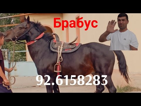 Видео: Асп фурухта шуд🤝🤝🤝🤝