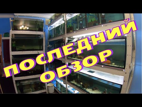 Видео: Последний обзор домашней разводни!