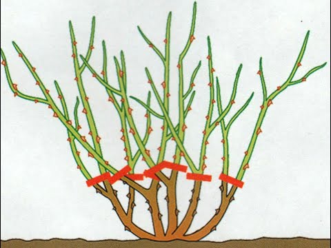 Видео: Омолаживающая обрезка чайно гибридной розы, питомник роз Полины Козловой, rozarium biz