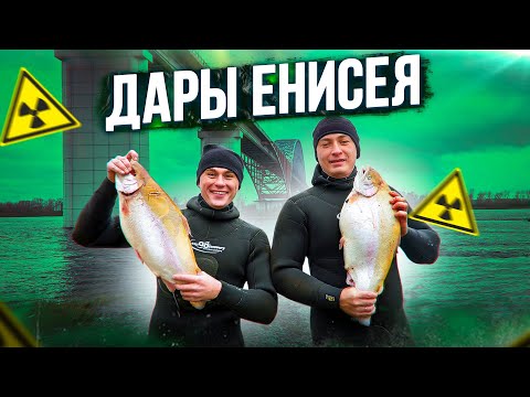 Видео: НЕРЕАЛЬНАЯ ДОБЫЧА НА ПОДВОДНОЙ ОХОТЕ! ЭКЗОТИКА ЕНИСЕЯ!