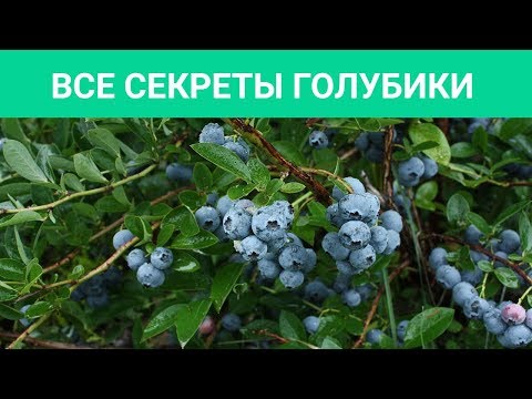 Видео: ГОЛУБИКА В САДУ - ЭТО МОДНО, СТИЛЬНО, НО ГЛАВНОЕ - ВКУСНО! Все секреты выращивания голубики