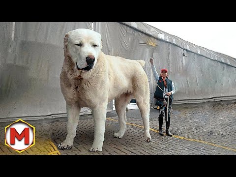 Видео: Эта Уникальная Собака Побила Все Мировые Рекорды!