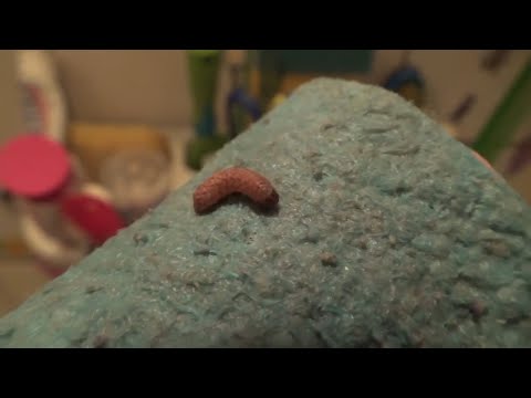 Видео: Что это? Маленькая гусеница (личинка) в ванной!