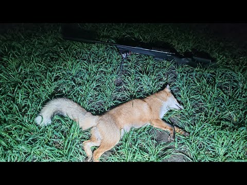 Видео: ОХОТА НА ЛИСУ С МАНКОМ И КАРАБИНОМ