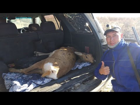 Видео: Охота на косулю и кабана в Алматы. 2021