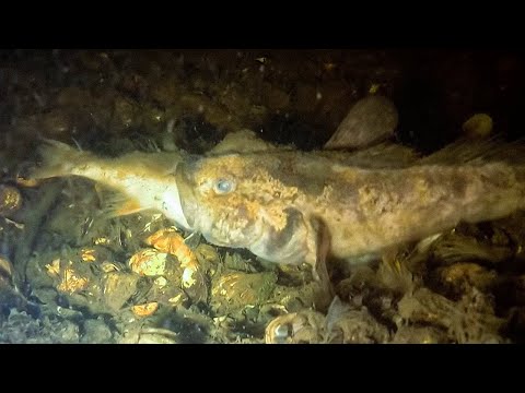 Видео: На Канале