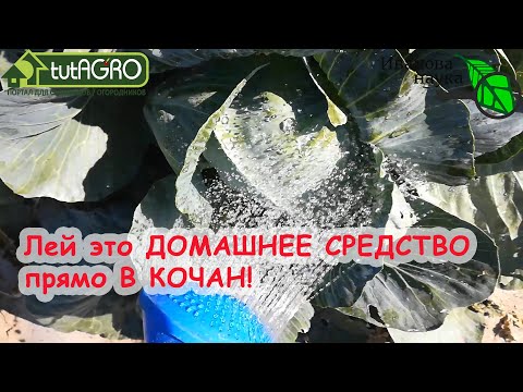Видео: ЛЕЙ ПРЯМО В КОЧАН! Капуста ОШЕЛОМЛЯЕТ ВКУСОМ и отлично хранится! Дешевое средство от гнили капусты.