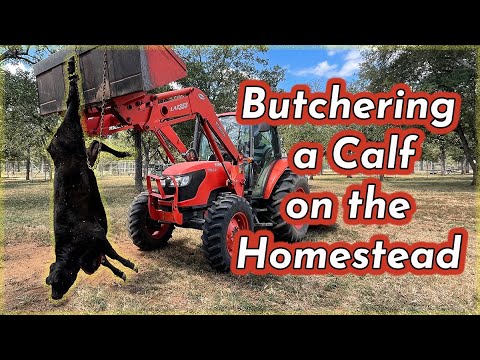 Видео: ВЫРАЩИВАНИЕ МЯСНОГО СКОТИНА ДЛЯ НАЧИНАЮЩИХ – ЗАБИВАНИЕ ТЕЛЕНКА НА МЯСО НА ДОМУ