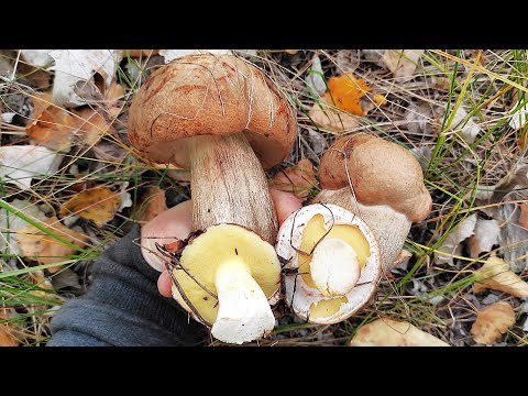 Видео: За грибами. В лес пришел и без грибов не остался. Маслята. Подберезовики.   Грибы 2025