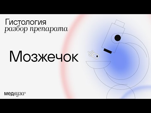 Видео: МОЗЖЕЧОК | Разбор гистологического препарата