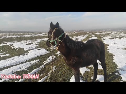 Видео: Занятия и прогулка с Лахибом.