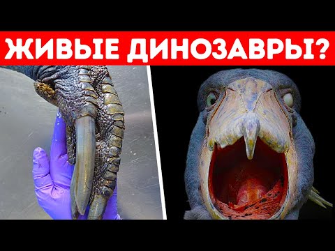 Видео: Эти существа, вызывающие страх, заставят вас бежать в другую сторону